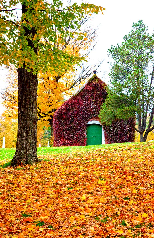 USA-New England-Vermont old brick building covered with ivy in Fall color art print by Sylvia Gulin for $57.95 CAD